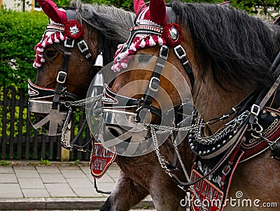 Decorated Paulaner horse team at a parade in Garmisch-Partenkirchen, Garmisch-Partenkirchen, Germany - May 20. Editorial Stock Photo