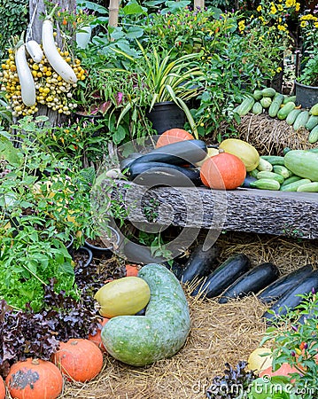 Decorated ripe vegetables garden Stock Photo