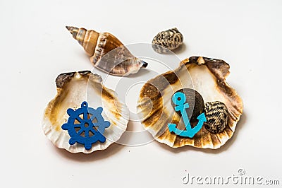 Decorated sea shells with marine wheel and anchor Stock Photo