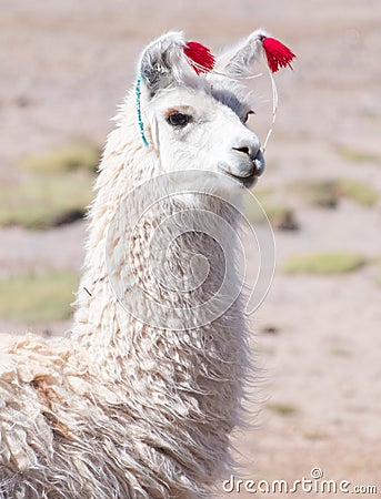 Decorated white llama Stock Photo