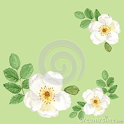 Decoration with botanical watercolor illustration sketch of white dogrose on green background Cartoon Illustration