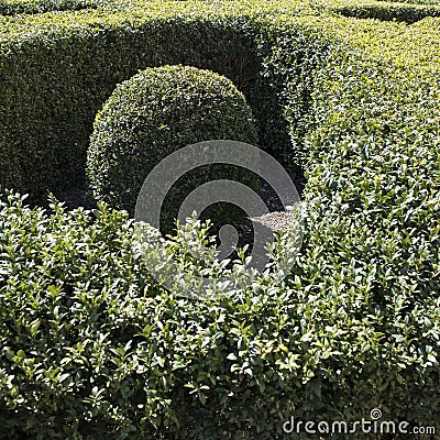 Decoration in the form of a cross and balls in it from boxwood in the courtyard of the church Stock Photo