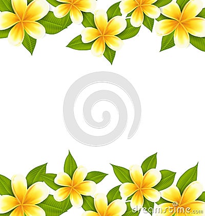 Decoration frame made in frangipani (plumeria), ornament Vector Illustration