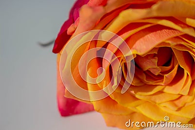 Rose. Stock Photo