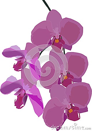 Decoration with pink orchid Stock Photo