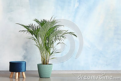 Decorative Areca palm with ottoman near color wall Stock Photo