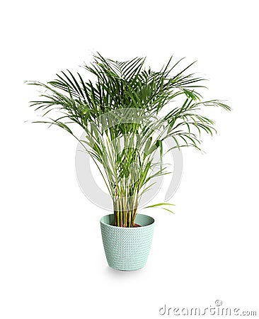 Decorative Areca palm on white background Stock Photo