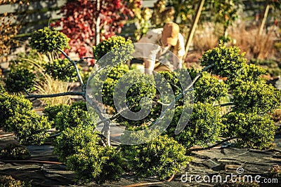 Decorative Beautiful Garden Tree Stock Photo