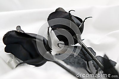 Decorative Black Roses Close-Up Stock Photo