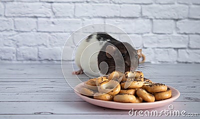 Decorative black and white cute rat sniffs and eats round bagels from a pink ceramic plate. Rodent close-up on a background of Stock Photo