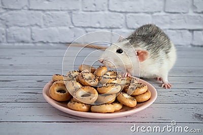 Decorative black and white cute rat sniffs and eats round bagels from a pink ceramic plate. Rodent close-up on a background of Stock Photo