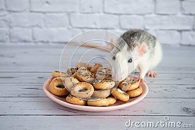 Decorative black and white cute rat sniffs and eats round bagels from a pink ceramic plate. Rodent close-up on a background of Stock Photo