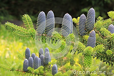 Decorative blue cones of a fir tree Stock Photo