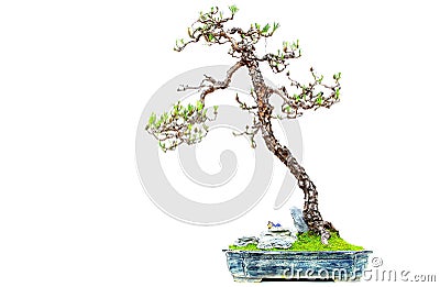 Miniature bonsai plant pinus massoniana or masson`s pine Stock Photo