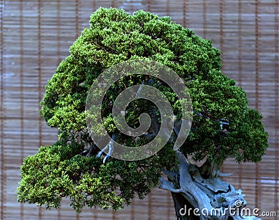 Decorative bonsai tree Stock Photo