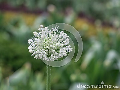 Decorative bow with large white flowers and long arrows Stock Photo