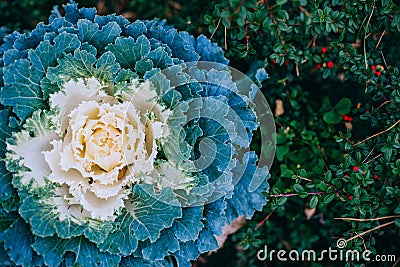 Decorative cabbage background Stock Photo