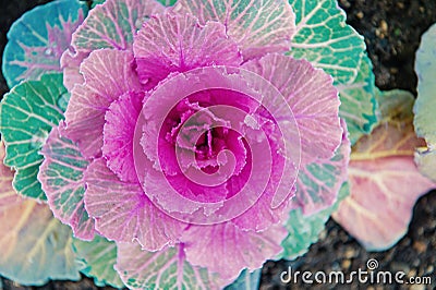 Decorative cabbage with violet leaves top view. Kale plant flowering outdoor. Garden decorative crop. Cabbage blooming Stock Photo