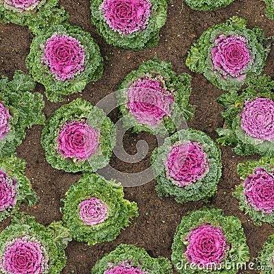 Decorative cauliflower in the ground seamless Stock Photo