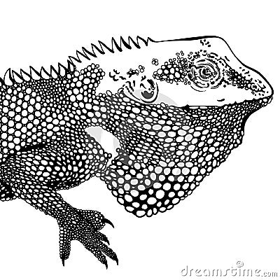 Decorative chameleon artwork zentangle inspired , patches and stickers. Tropical lizard and monstera leaves. Vector Illustration