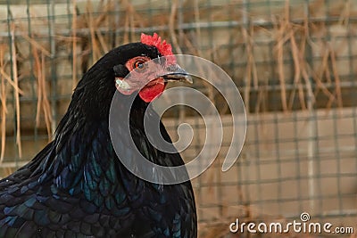 Decorative chicken with bright colorful plumage Stock Photo