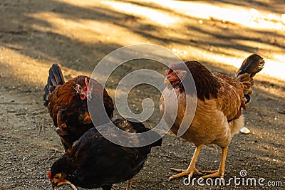 Decorative chicken with bright colorful plumage Stock Photo