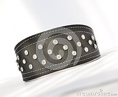 Decorative collar for a dog Stock Photo