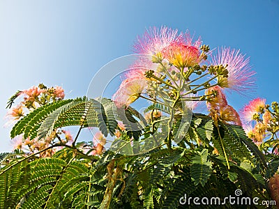 Decorative colorful mediterranean plants at sunny morning, Sithonia Stock Photo