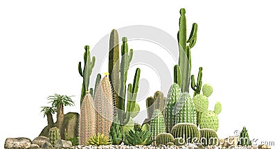 Decorative composition composed of groups of different species of cacti, aloe and succulent plants isolated on white background. F Stock Photo