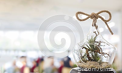 .Decorative composition of a variety of succulents in a Glass florarium Stock Photo