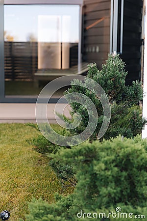 Decorative conifer in the backyard. Luxury garden in country house. Cottage garden concept Stock Photo