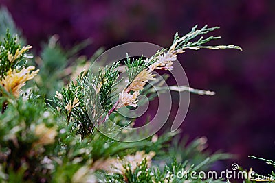 Decorative conifer plant with green and yellow flowers Stock Photo