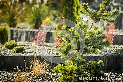 Decorative Conifer and Rockery Garden Close Up Stock Photo