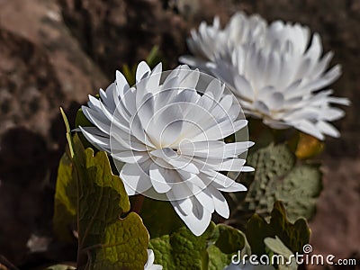 Decorative cultivar of the Bloodroot (Sanguinaria canadensis) Multiplex with large, full, white flowers Stock Photo