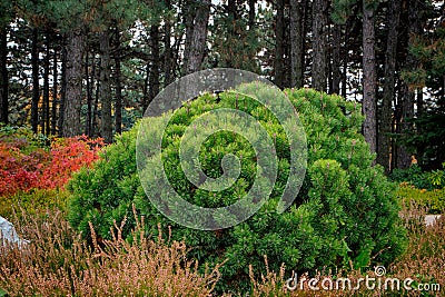 Decorative dwarf pine grows in the garden. Stock Photo