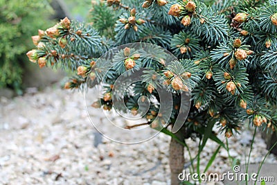 decorative dwarf pine Stock Photo