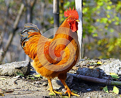 Decorative dwarf rooster of bright red color Stock Photo