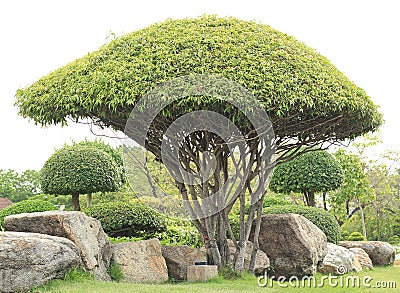 Decorative dwarf tree Stock Photo