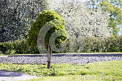 Decorative dwarf tree on the lawn near the house Stock Photo