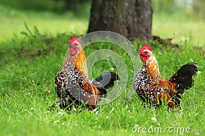 Decorative dwarfed hen Stock Photo