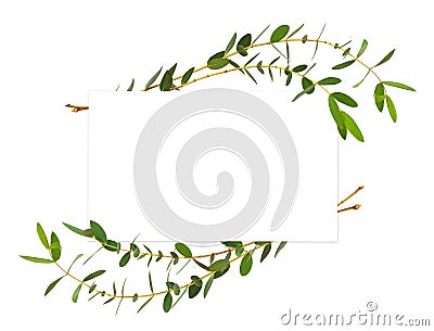 Decorative eucalyptus green leaves in wave arrangement with card Stock Photo