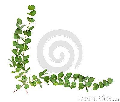 Decorative eucalyptus leaves corner arrangement Stock Photo