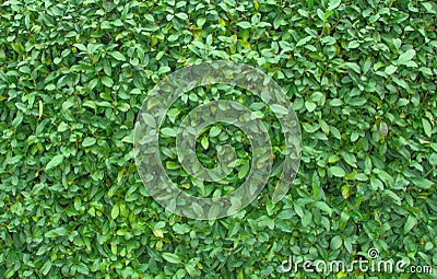 Decorative evergreen bush Stock Photo