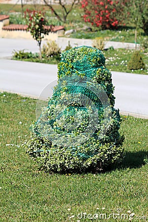 Decorative evergreen bush covered in protective net and tied tightly during cold winter days surrounded with uncut grass and paved Stock Photo