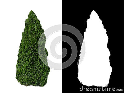 Decorative evergreen bush 2 Stock Photo