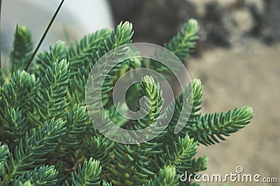 Decorative evergreen plant needles close up Stock Photo