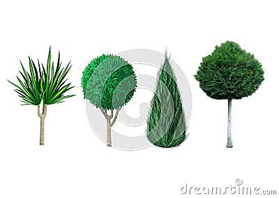 Decorative evergreen plants Stock Photo