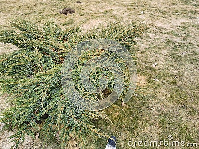 decorative evergreen shrub in the spring garden dry grass Stock Photo