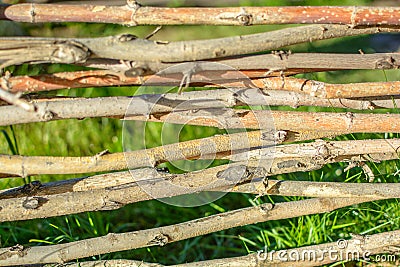 Decorative fencing from thin branches. Stock Photo