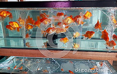 decorative fish, funny fish, hobby, aquarium Stock Photo